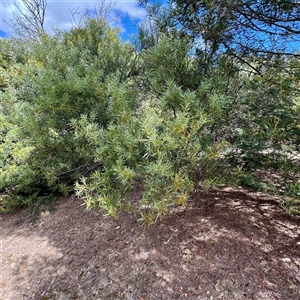 Acacia rubida at Lake George, NSW - 8 Mar 2025 03:20 PM