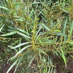 Acacia rubida at Lake George, NSW - 8 Mar 2025 03:20 PM