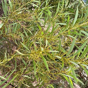 Acacia rubida at Lake George, NSW - 8 Mar 2025 03:20 PM