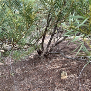 Acacia rubida at Lake George, NSW - 8 Mar 2025 03:20 PM