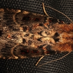 Proteuxoa sanguinipuncta at Rosedale, NSW - 19 Feb 2025 08:47 PM