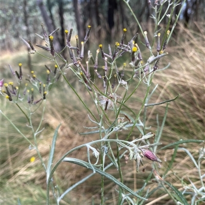 Senecio quadridentatus (Cotton Fireweed) at Booth, ACT - 3 Mar 2025 by RAllen