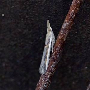 Etiella behrii (Lucerne Seed Web Moth) at Cotter River, ACT - 23 Nov 2024 by KorinneM