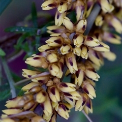 Lomandra longifolia (Spiny-headed Mat-rush, Honey Reed) at Cotter River, ACT - 23 Nov 2024 by KorinneM