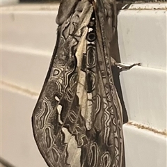 Abantiades atripalpis (Bardee grub/moth, Rain Moth) at Ladysmith, NSW - Yesterday by Zeffie