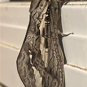 Abantiades atripalpis at Ladysmith, NSW - 8 Mar 2025 09:52 PM