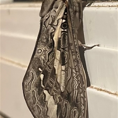 Abantiades atripalpis (Bardee grub/moth, Rain Moth) at Ladysmith, NSW - Yesterday by Zeffie