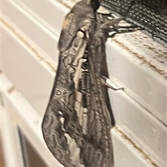 Abantiades atripalpis at Ladysmith, NSW - 8 Mar 2025 09:52 PM