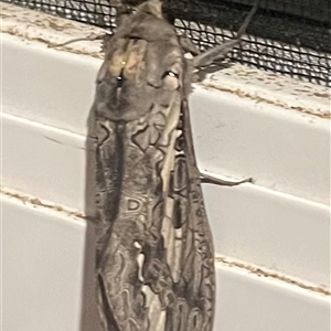 Abantiades atripalpis at Ladysmith, NSW - 8 Mar 2025 09:52 PM