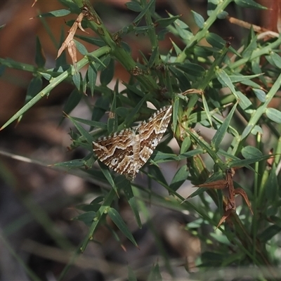 Chrysolarentia interruptata (Boxed Carpet Moth) at Booth, ACT - 3 Mar 2025 by RAllen