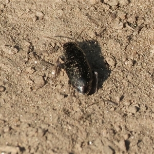 Unidentified Darkling beetle (Tenebrionidae) at Killara, VIC - 2 Mar 2025 by KylieWaldon