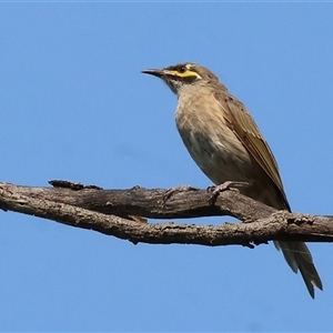 Caligavis chrysops (Yellow-faced Honeyeater) at Killara, VIC - 2 Mar 2025 by KylieWaldon