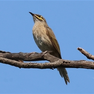 Caligavis chrysops at Killara, VIC - 2 Mar 2025 09:24 AM