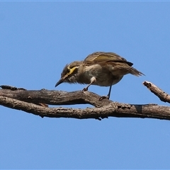 Caligavis chrysops at Killara, VIC - 2 Mar 2025 09:24 AM