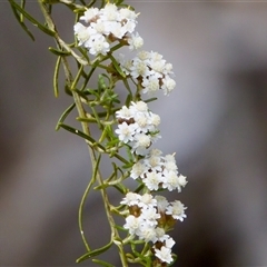 Ozothamnus thyrsoideus (Sticky Everlasting) at Cotter River, ACT - 23 Nov 2024 by KorinneM