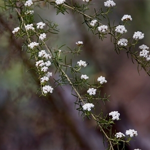 Ozothamnus thyrsoideus at Cotter River, ACT - 23 Nov 2024 01:26 PM