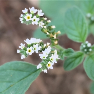 Heliotropium europaeum (Common Heliotrope, Potato Weed) at Killara, VIC - 2 Mar 2025 by KylieWaldon