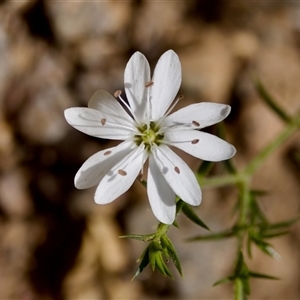 Stellaria pungens at Cotter River, ACT - 23 Nov 2024 01:33 PM