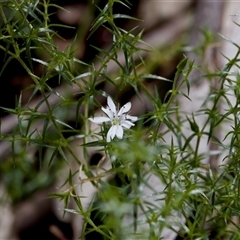 Stellaria pungens at Cotter River, ACT - 23 Nov 2024 01:33 PM