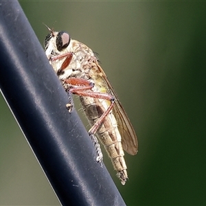 Unidentified Robber fly (Asilidae) at Killara, VIC - 2 Mar 2025 by KylieWaldon