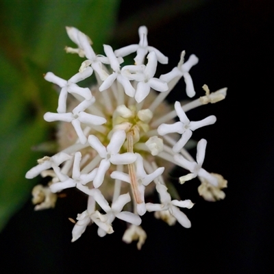 Pimelea treyvaudii (Grey Riceflower) at Cotter River, ACT - 23 Nov 2024 by KorinneM