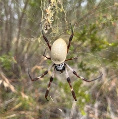 Trichonephila edulis (Golden orb weaver) at Greenway, ACT - 8 Mar 2025 by GG