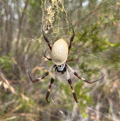 Trichonephila edulis (Golden orb weaver) at Greenway, ACT - 8 Mar 2025 by GG