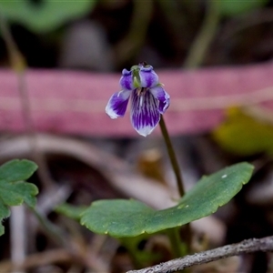 Viola hederacea at Cotter River, ACT - 23 Nov 2024 04:49 PM