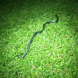 Cryptophis nigrescens at Upper Pappinbarra, NSW - 2 Mar 2025 10:11 PM