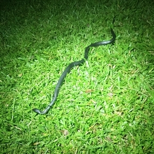 Cryptophis nigrescens (Eastern Small-eyed Snake) at Upper Pappinbarra, NSW - 2 Mar 2025 by Brouhaha