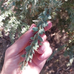 Acacia vestita (Hairy Wattle) at Crowther, NSW - 8 Mar 2025 by lachlanPEG