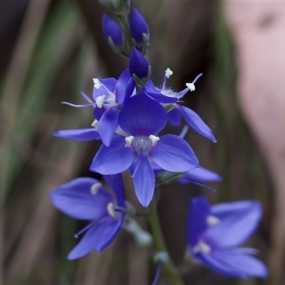 Veronica perfoliata (Digger's Speedwell) at Cotter River, ACT - 23 Nov 2024 by KorinneM