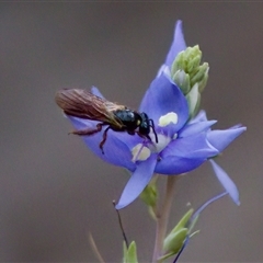 Exoneura sp. (genus) (A reed bee) at Cotter River, ACT - 23 Nov 2024 by KorinneM