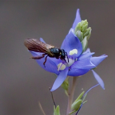 Exoneura sp. (genus) (A reed bee) at Cotter River, ACT - 23 Nov 2024 by KorinneM