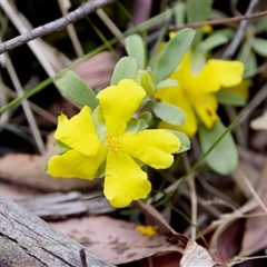 Hibbertia obtusifolia (Grey Guinea-flower) at Cotter River, ACT - 23 Nov 2024 by KorinneM