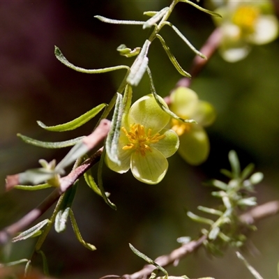 Hibbertia sp. at Cotter River, ACT - 23 Nov 2024 by KorinneM