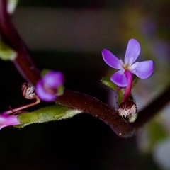 Stylidium armeria subsp. armeria (thrift trigger plant) at Cotter River, ACT - 23 Nov 2024 by KorinneM