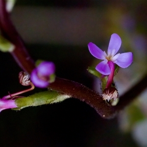 Stylidium armeria subsp. armeria at Cotter River, ACT - 23 Nov 2024 05:09 PM