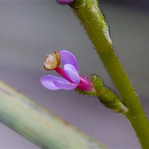 Stylidium armeria subsp. armeria at Cotter River, ACT - 23 Nov 2024 05:09 PM