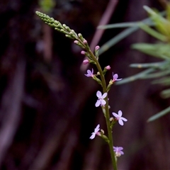 Stylidium armeria subsp. armeria at Cotter River, ACT - 23 Nov 2024 05:09 PM