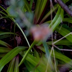 Stylidium armeria subsp. armeria at Cotter River, ACT - 23 Nov 2024 05:09 PM