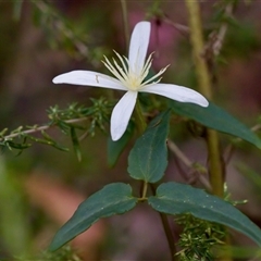 Clematis aristata (Mountain Clematis) at Cotter River, ACT - 23 Nov 2024 by KorinneM