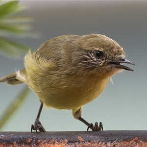 Acanthiza nana (Yellow Thornbill) at Symonston, ACT - 8 Mar 2025 by rawshorty