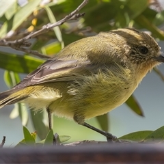 Acanthiza nana at Symonston, ACT - 8 Mar 2025 12:55 PM