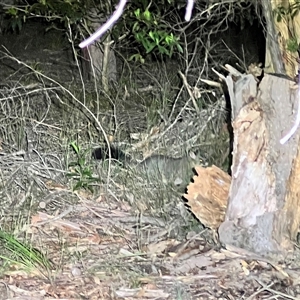 Trichosurus vulpecula at Bangalee, NSW - 8 Mar 2025 by JimL