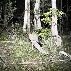 Trichosurus vulpecula at Bangalee, NSW - 8 Mar 2025 08:32 PM