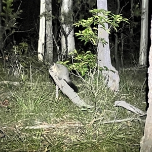 Trichosurus vulpecula at Bangalee, NSW - 8 Mar 2025 08:32 PM