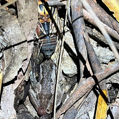 Unidentified Frog at Bangalee, NSW - 8 Mar 2025 by JimL