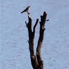 Hirundo neoxena (Welcome Swallow) at Throsby, ACT - 2 Mar 2025 by JimL