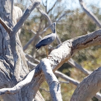 Egretta novaehollandiae (White-faced Heron) at Throsby, ACT - 2 Mar 2025 by JimL